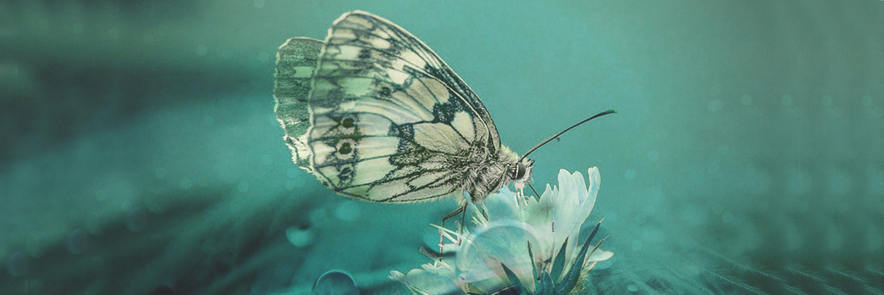 3-banner-butterfly-wide.jpg